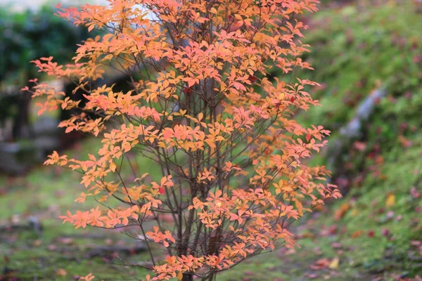 Klon czerwony opuścić Nison w Temple kyoto — Zdjęcie stockowe