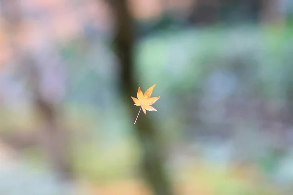 A maple leave Nison in Temple — Stock Photo, Image