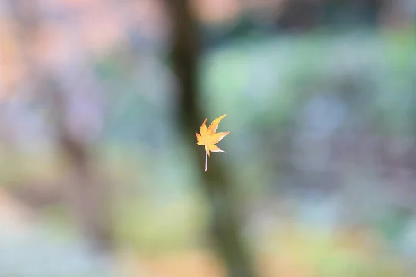 A maple elhagyja Nison-templom — Stock Fotó