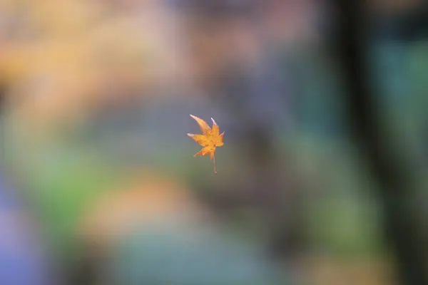 A maple leave Nison in Temple — Stock Photo, Image