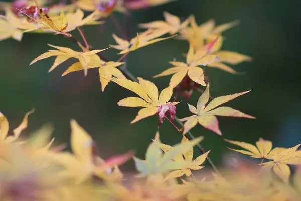 Maple da Enrian Tapınağı sonbahar renkleri — Stok fotoğraf