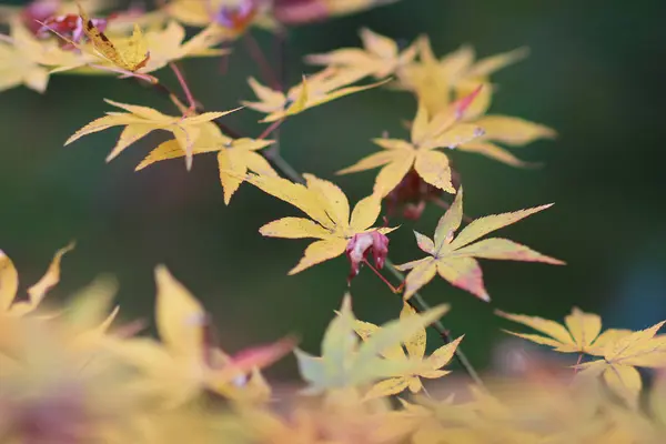 Maple da Enrian Tapınağı sonbahar renkleri — Stok fotoğraf