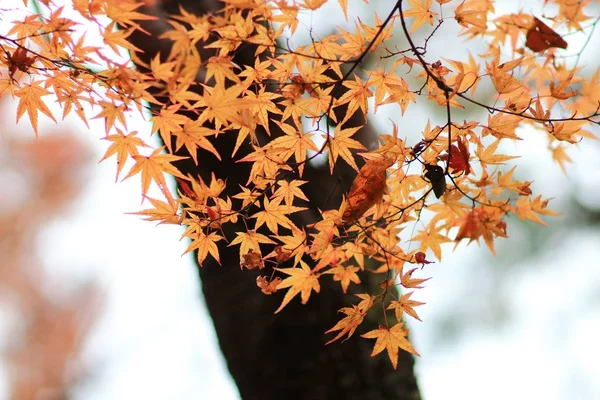 Maple da Enrian Tapınağı sonbahar renkleri — Stok fotoğraf