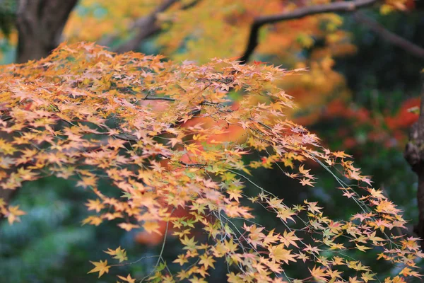 De esdoorn op Enrian tempel herfst kleuren — Stockfoto