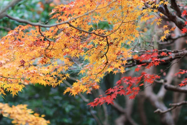 El arce en Enrian Temple colores de otoño — Foto de Stock