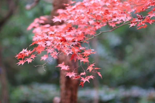 Maple på Enrian templet höstfärger — Stockfoto