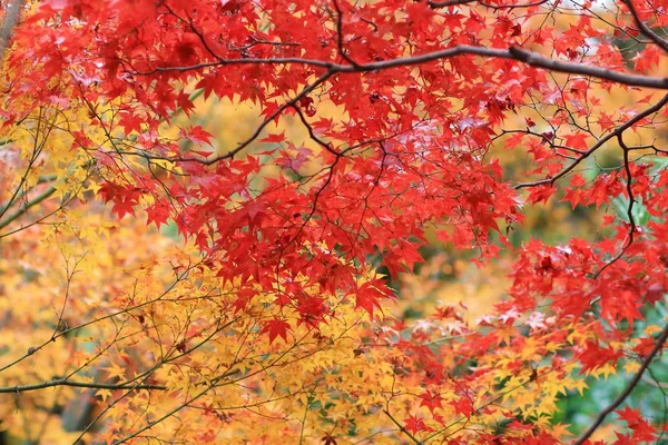 El arce en Enrian Temple colores de otoño — Foto de Stock