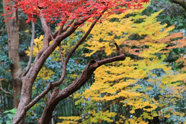 Enrian at Saganisonin Monzen Zenkoji Yamacho — Stock Photo, Image