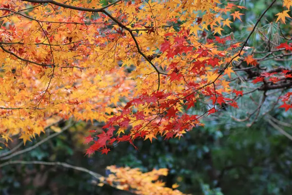 Enrian en Saganisonin Monzen Zenkoji Yamacho — Foto de Stock