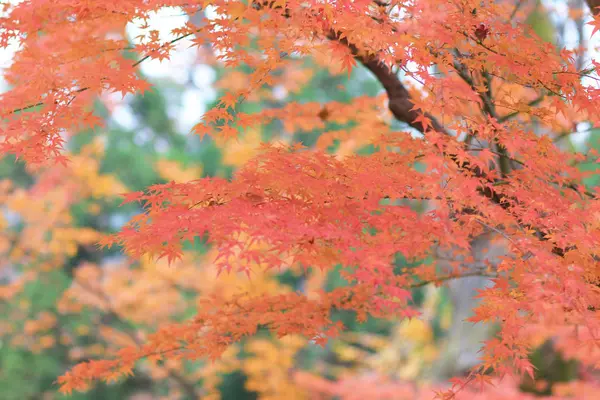 Santuario di Kitano Kitano tenmangu a Kyoto.japan — Foto Stock