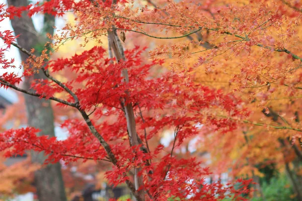 Santuario Kitano Kitano tenmangu en Kyoto.japan — Foto de Stock