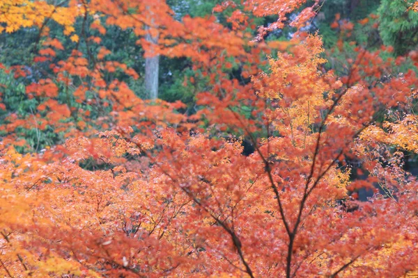 Kyoto.japan 北野北野天満宮 — ストック写真