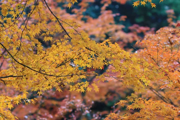 Santuario Kitano Kitano tenmangu en Kyoto.japan — Foto de Stock
