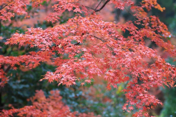 Santuário Kitano Kitano tenmangu em Kyoto.japão — Fotografia de Stock