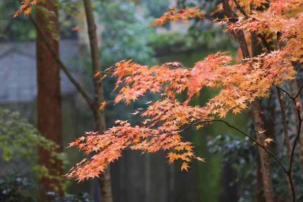 Oranje esdoorn in herfst seizoen, vertakking van de beslissingsstructuur van de esdoorn — Stockfoto