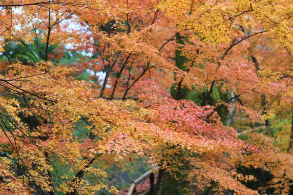 Kitano Kitano tenmangu szentély Kyoto.japan — Stock Fotó