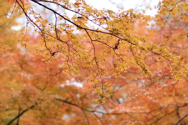 Kitano Kitano tenmangu sanktuarium w Kyoto.japan — Zdjęcie stockowe