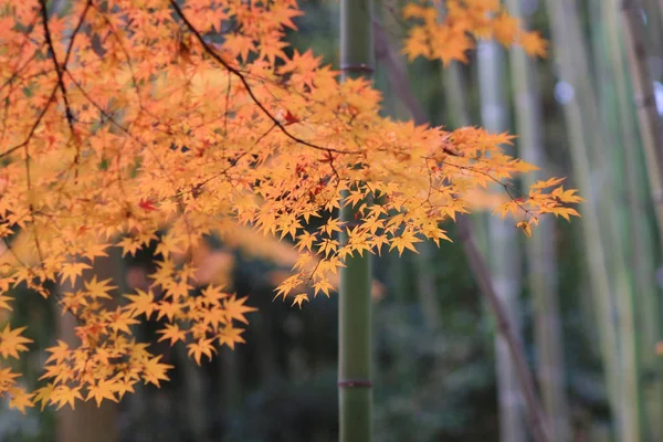 Orangen-Ahorn-Baum in der Herbstsaison, Ahorn-Zweig — Stockfoto