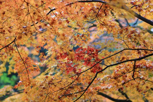Santuário Kitano Kitano tenmangu em Kyoto.japão — Fotografia de Stock