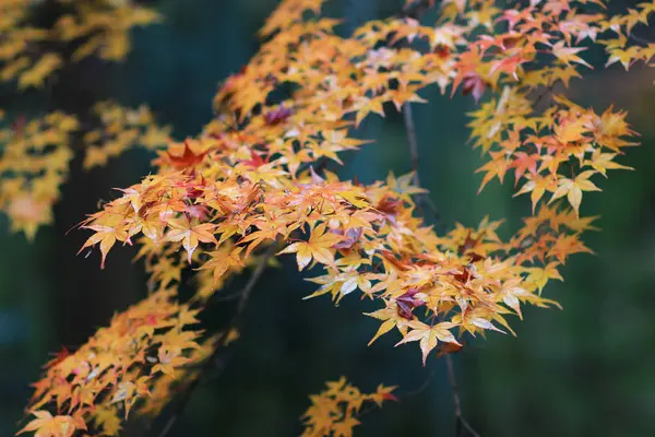 Santuário Kitano Kitano tenmangu em Kyoto.japão — Fotografia de Stock