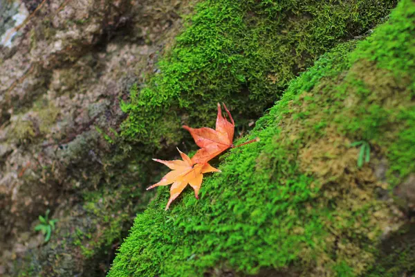 Outono Paisagem folhas no jardim japonês — Fotografia de Stock