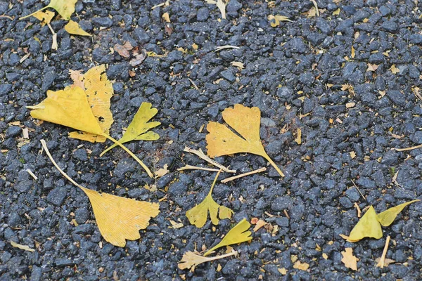 Ginkgo biloba folha liteira na temporada de outono — Fotografia de Stock