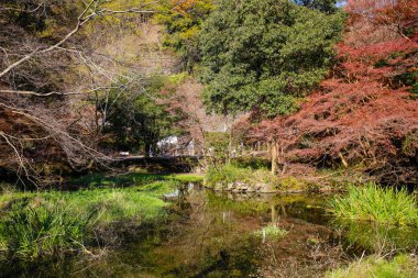 Kamitakano Higashiyama gölette sonbahar
