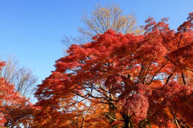 Tofuku ji Tapınağı Kyoto kırmızı akçaağaç Garden'da