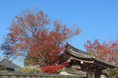 Tofuku ji Tapınağı Kyoto sonbaharda