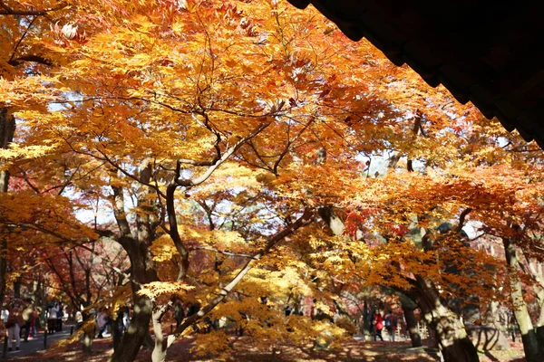 Kő felirat őszi lombozat a kertben, Kyoto — Stock Fotó