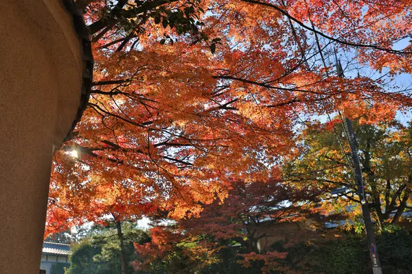 El arce rojo en el templo de Tofuku ji en Kyoto — Foto de Stock