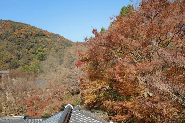 Őszi kert Rurikoin templom, kyoto, Japán — Stock Fotó