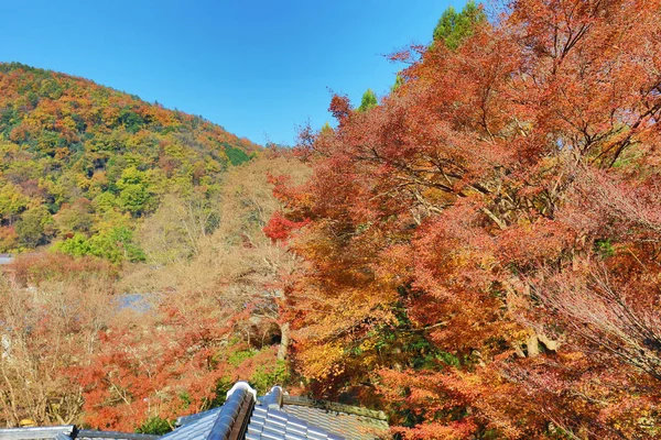 Autumn garden of Rurikoin temple, kyoto, japan — Stock Photo, Image