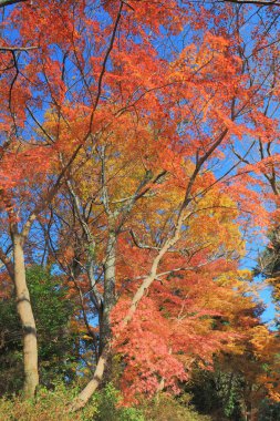 ağaç Monzeki Manshu kapı dışarı 