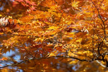 Sonbahar Tofuku ji Tapınağı Japonca akçaağaç yaprakları 