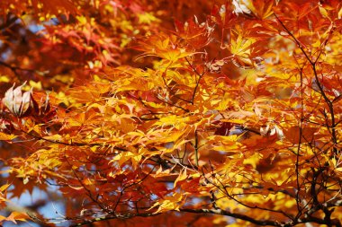Sonbahar Tofuku ji Tapınağı Japonca akçaağaç yaprakları 
