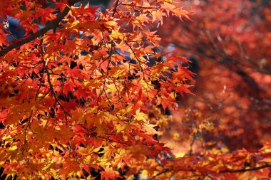  Bahçe sonbaharda yapraklar renk güneş ışığı karşı.
