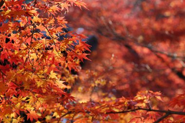  Bahçe sonbaharda yapraklar renk güneş ışığı karşı.