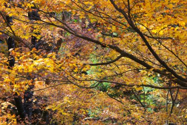 Monzeki kyoto Japonya, içinde bir Manshu 