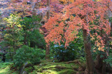 renk ful Manshu Monzeki Kyoto, sezon sonbahar 