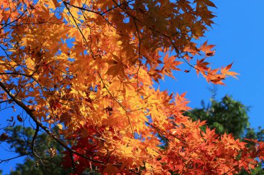 Monzeki kyoto Japonya, içinde bir Manshu 