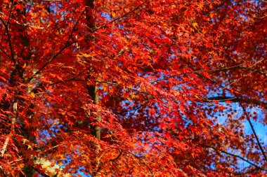 renk ful Manshu Monzeki Kyoto, sezon sonbahar 