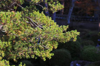 Monzeki kyoto Japonya, içinde bir Manshu 