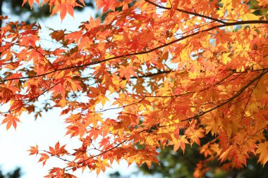 akçaağaç Zuiganzan Enkouji sonbaharda renkli yaprakları 