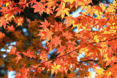 akçaağaç Zuiganzan Enkouji sonbaharda renkli yaprakları 