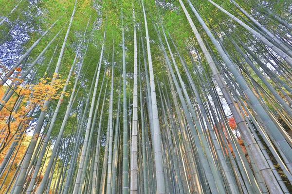 Zuiganzan Enkouji chrám v Sakyo Ku, Kjóto — Stock fotografie