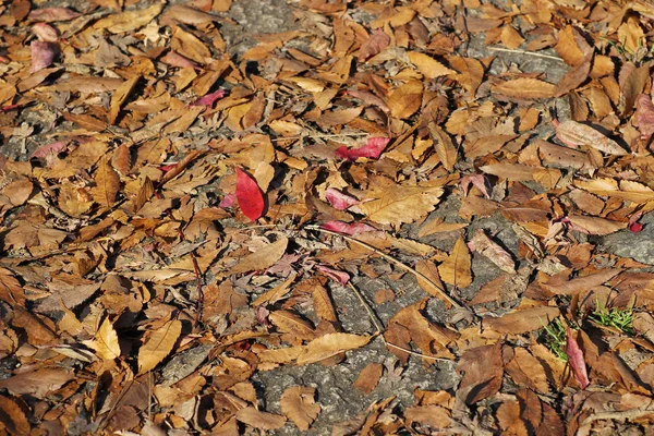 A visão da natureza de Yase Hieizan Guchi — Fotografia de Stock