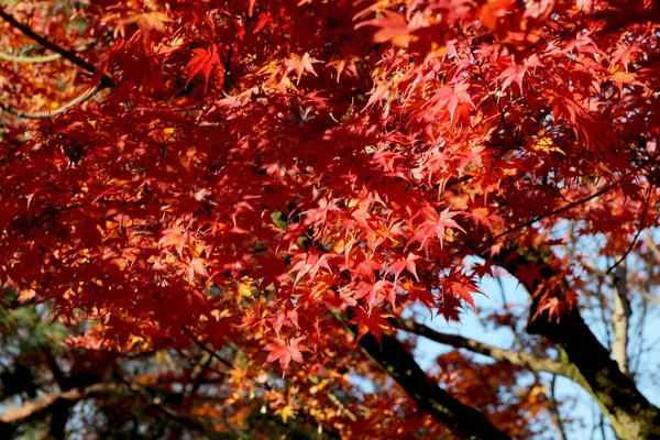 Herfst gebladerte in Tofuku ji tempel in japan — Stockfoto