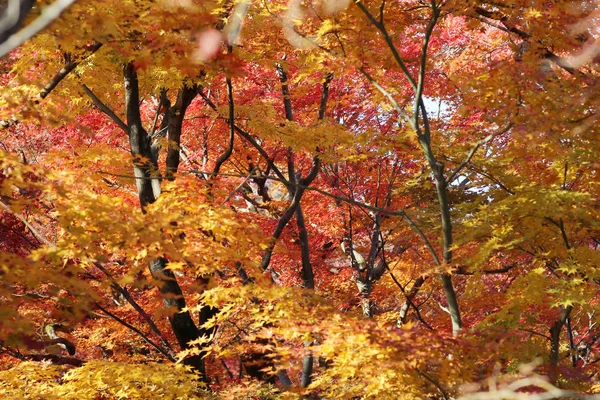 秋のシーズン中京都の旅行先. — ストック写真