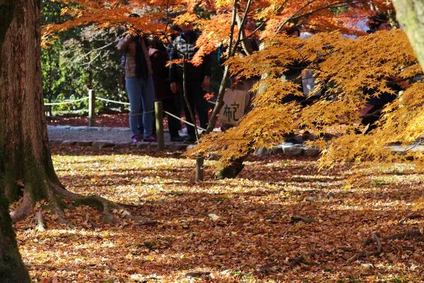Folhagem de outono em Templo de Tofuku ji no japão — Fotografia de Stock